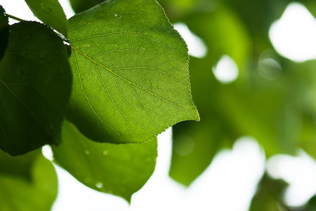 Green leaves grow on an apricot tree in summertime.