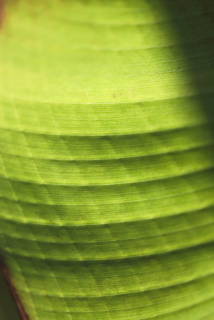 A closeup shot of the texture of a green, tropical leaf.の写真素材