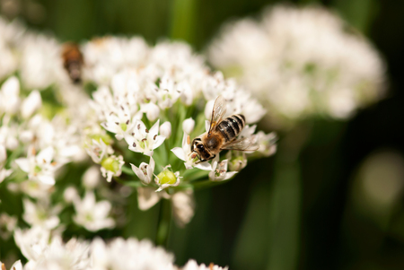 A busy bee pollinates a white allium flower in a summer garden.