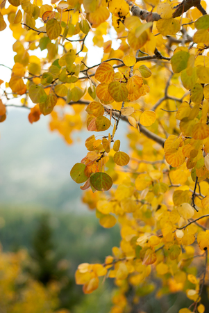 Autumn leaves turn golden on an aspen tree in the Colorado Rocky Mountains.の写真素材
