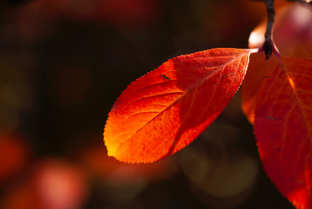 A red leaf glows like a hot ember against a dark background.の写真素材