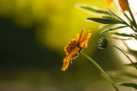 A yellow coreopsis flower is backlit by the evening sunshine in a summer garden.の写真素材