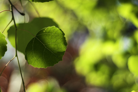 A green aspen leaf grows against  a colorful green and red background.