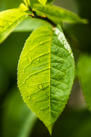A bright green leaf, sprinkled with dew drops, glows in the morning sunlight.