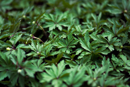 A carpet of lush, green buttercup leaves grow in early spring.の写真素材