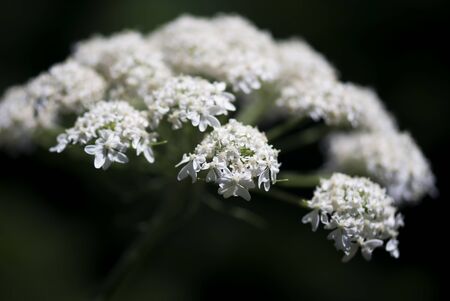 A macro shot of the delicate flowers of a cow's parsnip wildflower growing in the Colorado Rocky Mountains.の写真素材