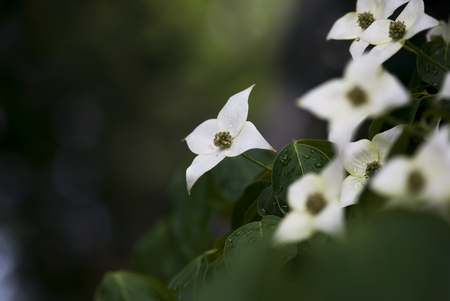 Dew drops rest on a white dogwood flower in a spring forest.の写真素材