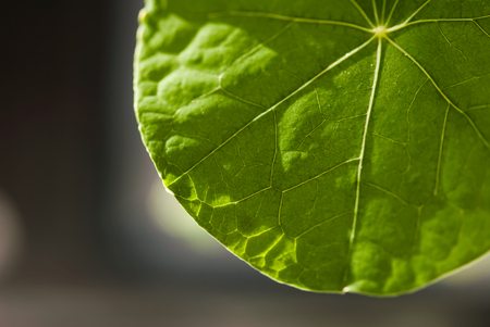 A closeup shot of the veins on a green nasturtium leaf in a summer garden.の写真素材