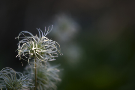 The tendrels of a pasque flower seed head swirl in the last rays of the evening sun.