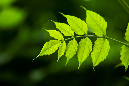 Green, summer leaves grow on a tree branch.