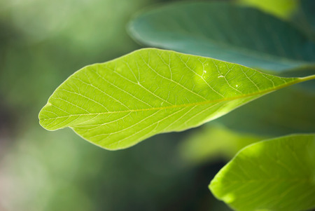 A peaceful, green leaf grows on a tree in summertime.の写真素材
