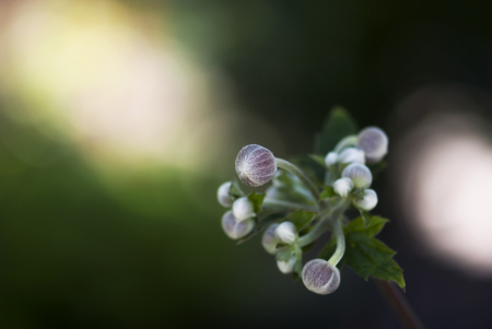 Japanese anemone flower buds dance against a green background.の写真素材