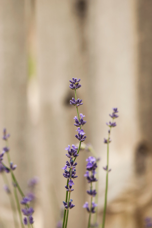 Purple lavender buds and blooms against a light brown background.の写真素材