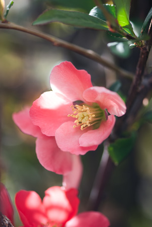 A vibrant, pink flowering quince blooms in an early spring garden.の写真素材