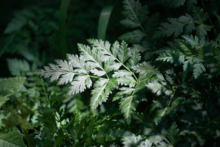 A deep, green fern frond grows on a forest floor.の写真素材