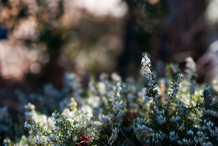 Tiny, white heath flowers bloom in early spring.の写真素材