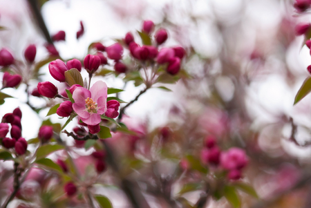 Delicate pink apple blossoms and buds bloom on a tree branch in springtime.の写真素材