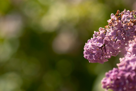 Petite, purple lilac flowers bloom against a green background in springtimeの写真素材