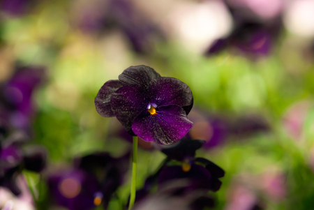 A deep, purple (black) pansy flower blooms against a green, pink, and purple background in a spring garden.の写真素材