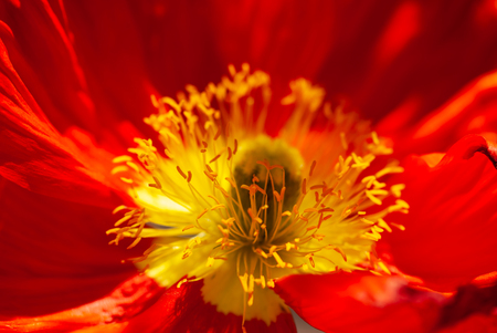 A closeup shot of the stamen of a bright red and yellow poppy flower.の写真素材