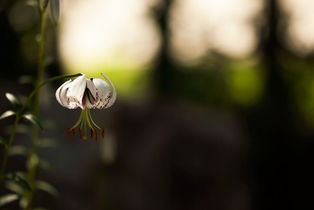 A delicate, white lily blooms in a summer forest.の写真素材