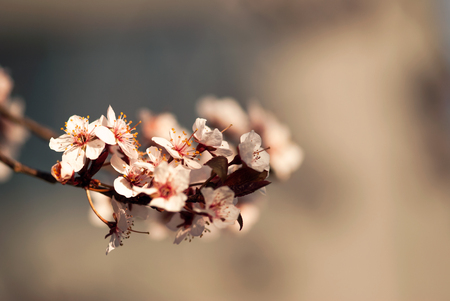 A branch of white cherry blossoms bloom in early springtime.の写真素材