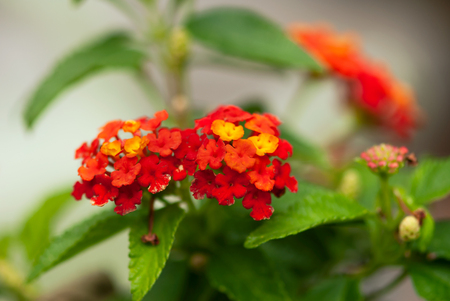 Vibrant red, orange, and yellow lantana flowers bloom in summertime.の写真素材
