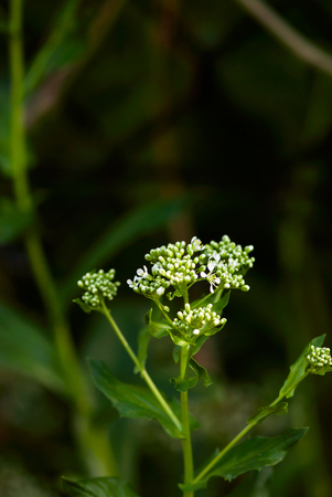 Green, hoary cress, flower buds prepare to bloom against a dark background in springtime.