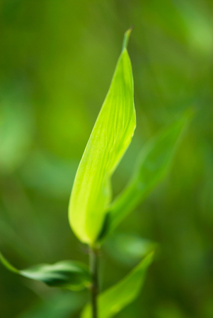 A closeup shot of a glowing bamboo leaf against a green background.