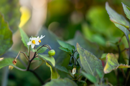 White nightshade flowers bloom amoung green foliage in summertime.の写真素材