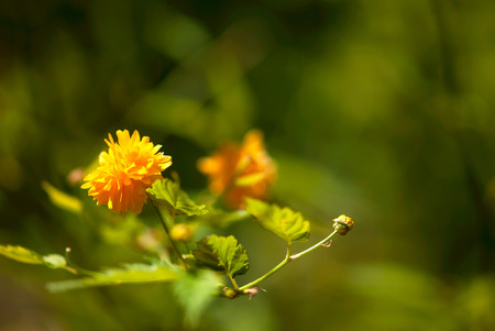 a vibrant, yellow Japanese kierra flower blooms against a green background in a spring garden.