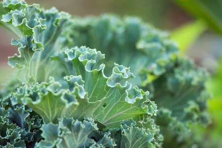 A closeup shot of the curly, green leaf of a kale plant in a vegetable garden.の写真素材