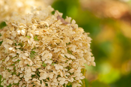 A closeup shot of a dried hydrangea flower in a garden.の写真素材