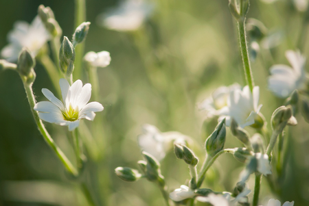 A glowing, white snow-in-summer flower blooms against a pale green background in summertime.の写真素材