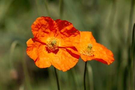A pair of orange poppies bloom in a green field in springtime.の写真素材