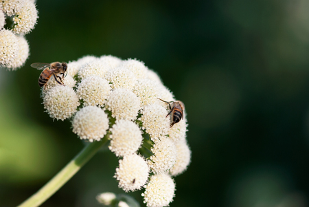 Bees pollinate white ammi flowers in a summer garden.の写真素材