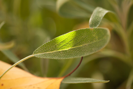 A green sage leaf, highlighted by the sun of a fall evening, grows in an herb garden.の写真素材