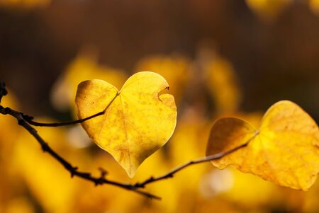 A golden colored leaf glows as it hangs on a branch in autumn.