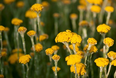 Yellow clusters of flowers bloom in a summer meadow.の写真素材