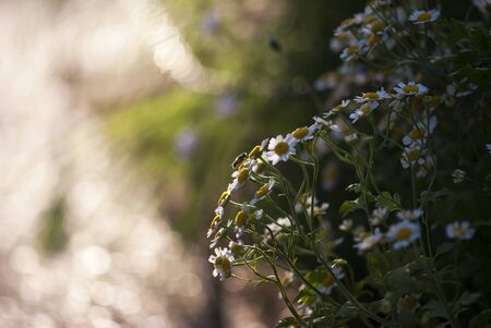 White and yellow chamomile flowers bloom in a summer herb garden.の写真素材