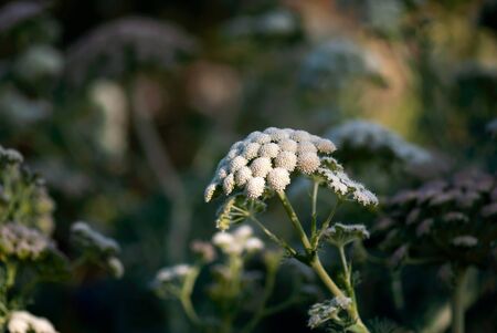 Evening sunlight highlights the delicate, white flowers of an ammi plant.