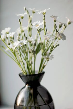White flowers sit in a dark, glass vase sitting on a windowsill. の写真素材
