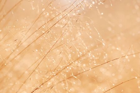 Golden grass seeds glow in the sunlight of a summer evening.