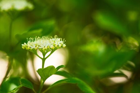 A white flower head blooms among green foliage in a summer, woodland garden.