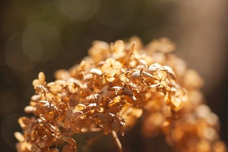 Dried, golden, hydrangea flowers glow in the sunlight of a winter afternoon.の写真素材