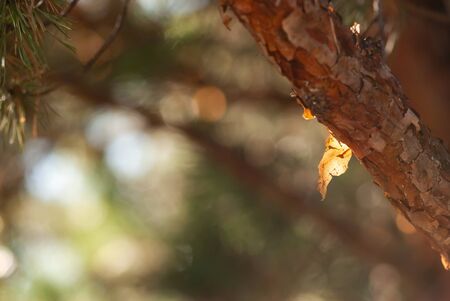 A piece of orange, papery pine bark glows in the sunshine of a winter afternoon.の写真素材