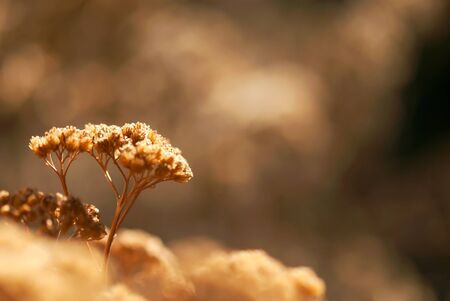 A brown, dry, yarrow seed head is lit by the sun of a winter afternoon.