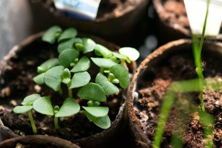 A closeup of a cluster of basil seedlings sprouting in a greenhouse.の写真素材
