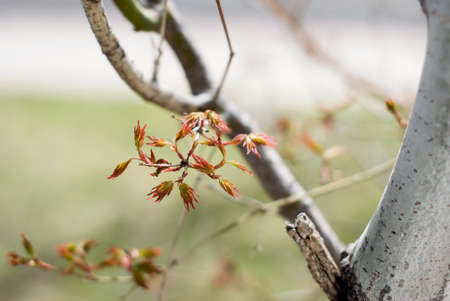 Young, red, Japanese maple leaves begin to form on the branch in early spring.