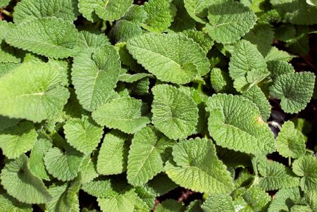 A bed of lush, green leaves grows up from the ground in summer.の写真素材
